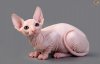 7-of-the-most-affectionate-cat-breeds-522ed069473c9.jpg