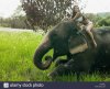 young-woman-sat-on-an-elephant-AP7WRJ.jpg