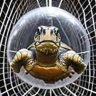 Edison Turtle