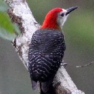 smoothwoodpecker