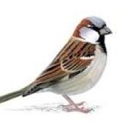 sparrow