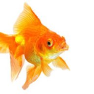 Inkygoldfish