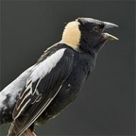 bobolink